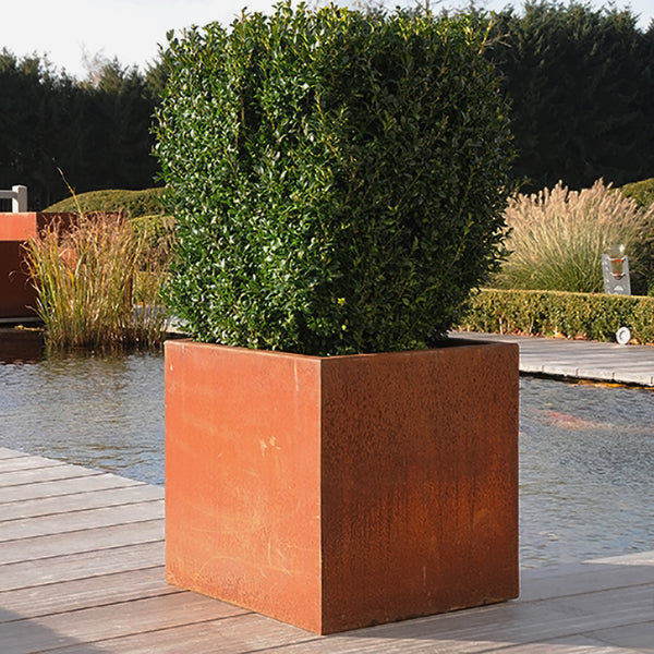 Square Corten Steel Garden Planter, Modern & Contemporary Feel, Outdoor Garden Decoration Ideal for Specimen Plants. Various Sizes Available